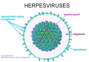 herpes_simplex_virus